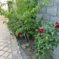 باغ و باغچه|فروش خانه و ویلا|قم, انسجام|دیوار