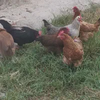 مرغ محلی تخم گذار