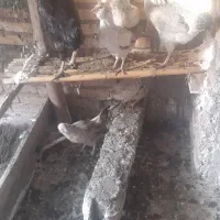 گلین و محلی