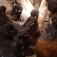 تخم مرغ سلطان اصل نطفه دار (خروس مرغ گیر جوان)