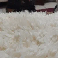 واگذاری ۳ بچه گربه نر و ماده|گربه|رشت, آتشگاه|دیوار