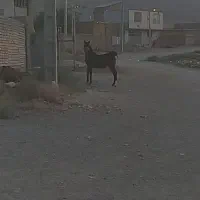 کره نریون|اسب و تجهیزات اسب‌سواری|بن, |دیوار