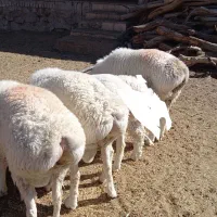 بره قوچی ،تقلی|حیوانات مزرعه|زهان, |دیوار