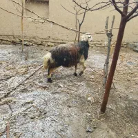 گوسفند|حیوانات|همدان, |دیوار