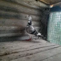 چندعددپلاکی|پرنده|گنبد کاووس, |دیوار