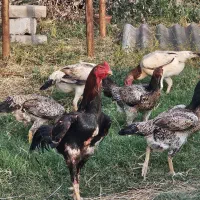 مرغ وخروس لاری اوشامو آلمانی|حیوانات مزرعه|شیراز, ارم|دیوار