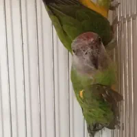 طوطی راهب گرینچیک سنگال جفت نر ماده همراه برگه