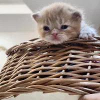 فرشته های ناز|گربه|خوی, |دیوار