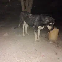 پژدر اصل با رنگ خاص و شجره|سگ|کرج, لشکر ده سید الشهدا|دیوار