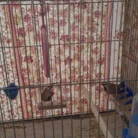 فنچ کورواتی سالم اماده