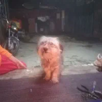 ماده‌ شیتزو کراس|سگ|گرگان, |دیوار