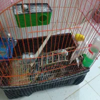 مرغ عشق|پرنده|شیراز, گل سرخ|دیوار