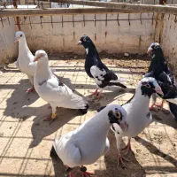 پرنده