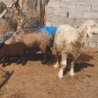 میش بره دار