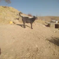 یک سگ خوب و باهوش برای نگهبانی|سگ|سلطانیه, |دیوار