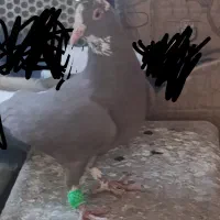 یک جفت پلنگ