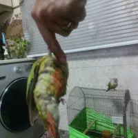 طوطی گرینچک