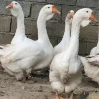 غاز خالماگور اصیل|حیوانات مزرعه|قائمشهر, |دیوار