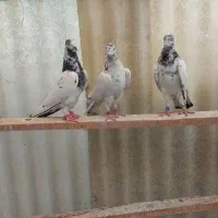 تیدی پاکستانی جانسیره|پرنده|اصفهان, عاشقآباد|دیوار