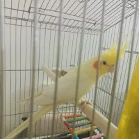 عروس هلندی خشگل کشیده لوتینو|پرنده|مشهد, امیریه|دیوار