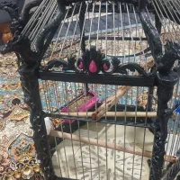 قفس بزرگ عروس هلندی وپرندهای دیگه|لوازم جانبی حیوانات|هشتگرد, قاسم آباد بزرگ|دیوار