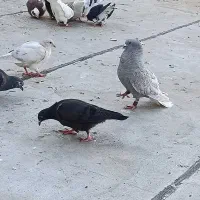 الماسی دم سفید