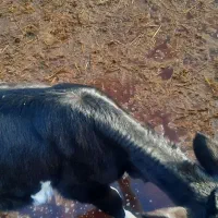 گوساله یگ ماه جنس خوب نر