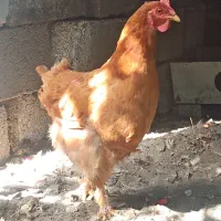 مرغ و خروس و مرغ کرچ