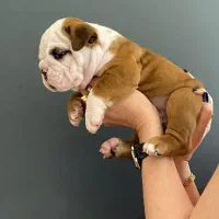 سگ انگلیش بولداگ اصیل