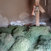 یونجه خوب وتمیز  دسته شده