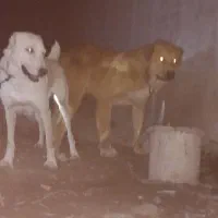 ماده الابای