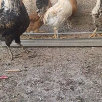 مرغ محلی خروس گلین و سلطان