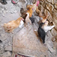 خروس بارنیک