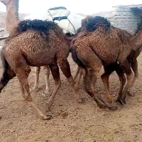 4نفرشترهاشی عالی درشت