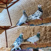 دو جفت سرور گلدار ذات دار جفتی 4