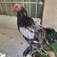 خروس برهما غول‌پیکر|حیوانات مزرعه|شیراز, وصال|دیوار