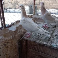پرنده|پرنده|تاکستان, |دیوار