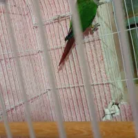 جفت گرینچیک|پرنده|اردکان, |دیوار