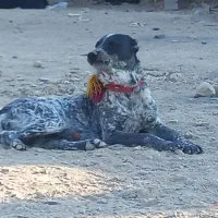 فروش یک سگ نگهبان نژادافغان|سگ|اصفهان, حصه شمالی|دیوار