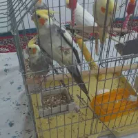 عروس هلندی جفت با جوجه هاشون