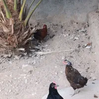 فروش مرغ وکهره