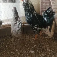خروس گلین سیاه و طوسی|حیوانات مزرعه|شیراز, فرگاز|دیوار