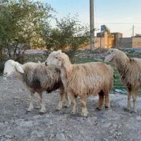 فروش 26 راس میش داشتی ابستن