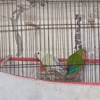 طوطی برزیلی یک جفت