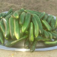 فروش خیار مخصوص خیارشور بوته ای