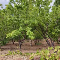 انواع طرح عمان خام،مثمر|فروش دفتر صنعتی، کشاورزی، تجاری|سامان, |دیوار