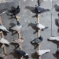 کبوتر رنگه|پرنده|مشهد, وکیل‌آباد|دیوار