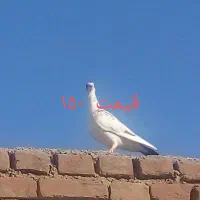 کبوتر|پرنده|مراغه, |دیوار