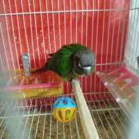 جوجه گرینچیک دانه خور دستی