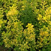 فروش شمشاد طلایی ونعنایی تعداد 1500عددموجوده|حراج|عباسآباد, |دیوار